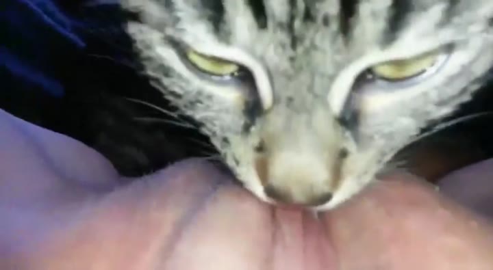 Di Jilat Kucing Xpanas Viral Bokep Video Bokepin Sma