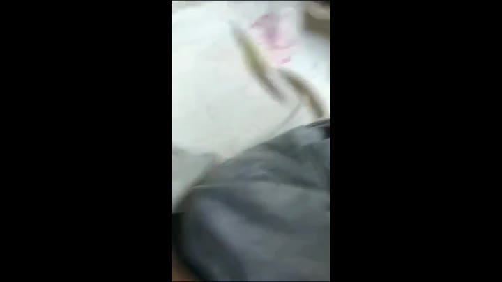 Viral Jilbab Pokeh Croot Dood Tele Doodstreem Telegram Staklam