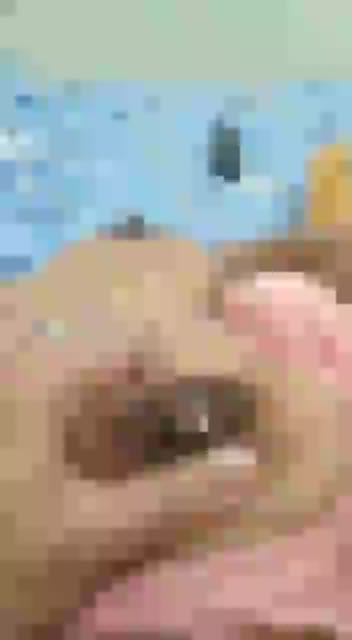 peras asi (2)